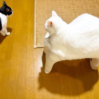 上から撮影した2匹の猫2