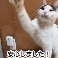 おもちゃで遊ぶ猫
