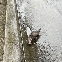 雨降りの道端にいる子猫