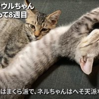 くっついて休む子猫