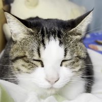 穏やかな顔のおでこちゃん