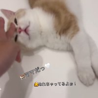 女性に頭を撫でられる子猫