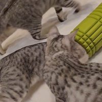 ローラーで遊んでいる3匹の猫