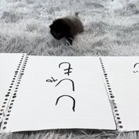 並べられた紙の後で真っ直ぐカメラの方に頭を向けている子猫（左前足を前に出している）