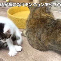 テロップ「突然しっぽが～」
