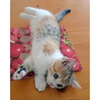 寝転がる子猫