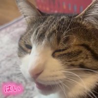 返事をする猫