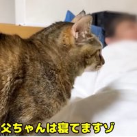 寝ている人の方を向く猫（父ちゃんは寝てますゾ）
