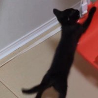 ブランコのイスを前足を使って押す子猫