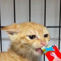 おやつを少しずつ口にする茶トラの保護子猫
