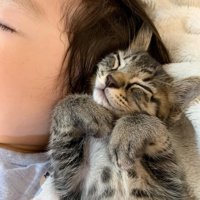 子どもの顔の横で寝る子猫