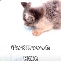 瀕死の状態だった子猫