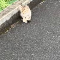 駐車場の隅に座る子猫