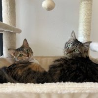 振り向く2匹の猫