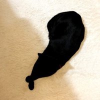 白いラグの上で寝そべる黒猫