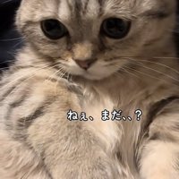 膝の上の猫の写真3