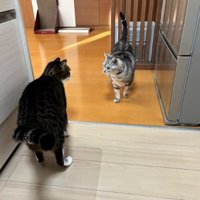 キッチンにいる猫たち