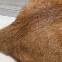 もう一匹の猫に背中を向けて座る猫の背中