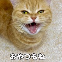 飼い主におやつを催促する猫