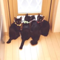 窓辺で寄り添う4匹の黒猫の子猫