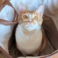 見上げる茶白の猫