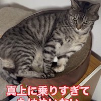 猫用ベッドの中の2匹の猫