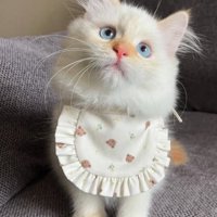 スタイをつけた子猫