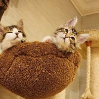 ハンモックにいる子猫たち