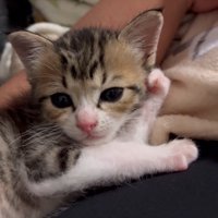 頬杖をつく子猫