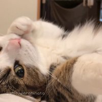カメラへ視線を移す猫