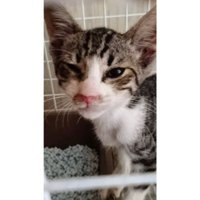 ケージにいる猫