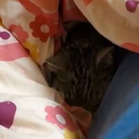 布団の中で横になっている猫