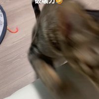 飛び乗る猫