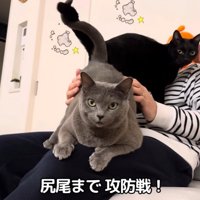 人間の膝の上に乗っている二匹の猫
