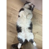寝転がる猫
