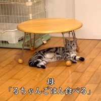 猫に声をかけるママ