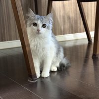 おすわりする長毛の猫