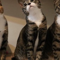 首を伸ばして視線が釘付けになっている真ん中の猫
