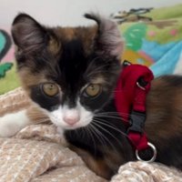 飼い主の方をジッと見つめる子猫