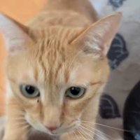 抱っこしてほしそうに、飼い主の足に前足をかける猫
