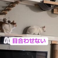 目を逸らす猫たち