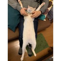 持ち上げられている猫