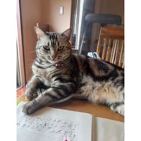 テーブル上の猫