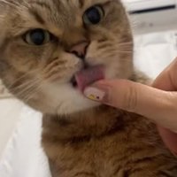 ぺろぺろみにら君