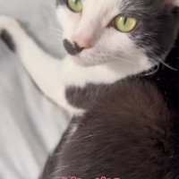 伏せて正面を見ている黒白模様の猫