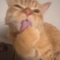 前足を舐める猫