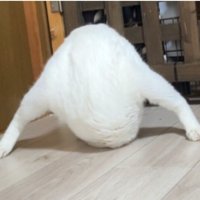 白猫の謎すぎるポーズ