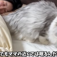 枕元に座っている猫