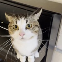 ピアノの上で待つ猫