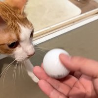 ゴルフボールと茶白猫